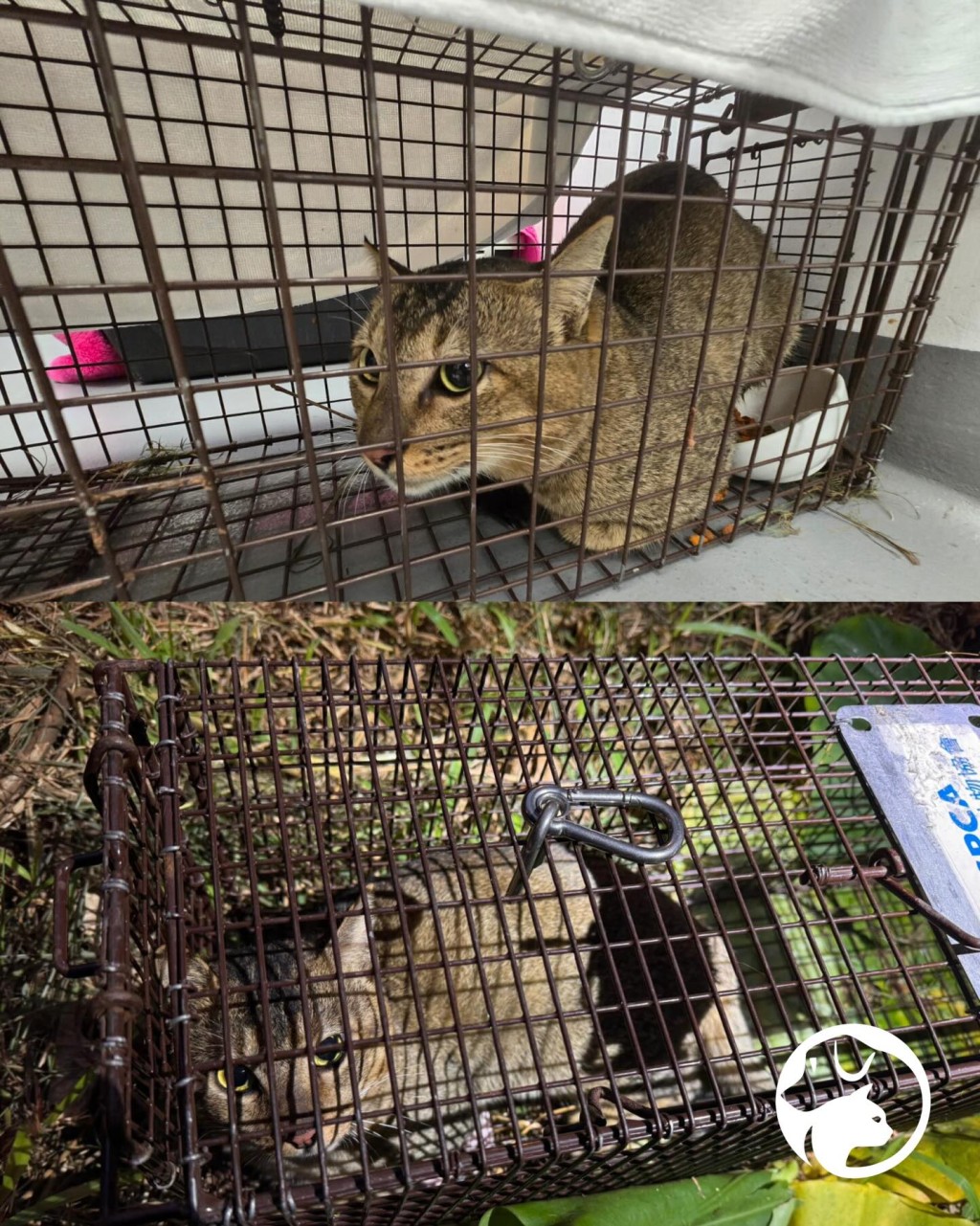 呢隻貓貓自己入籠,叻叻呀! 呢隻貓貓自己入籠,叻叻呀!