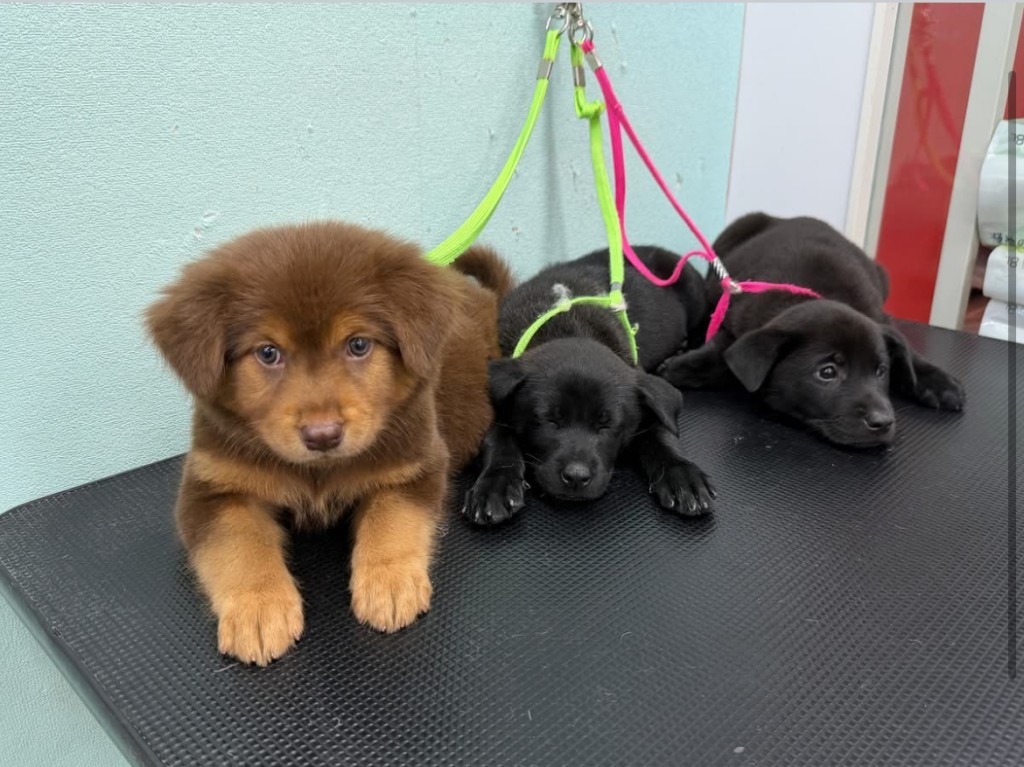 義工最近救援並需要尋家的小狗。 義工最近救援並需要尋家的小狗。