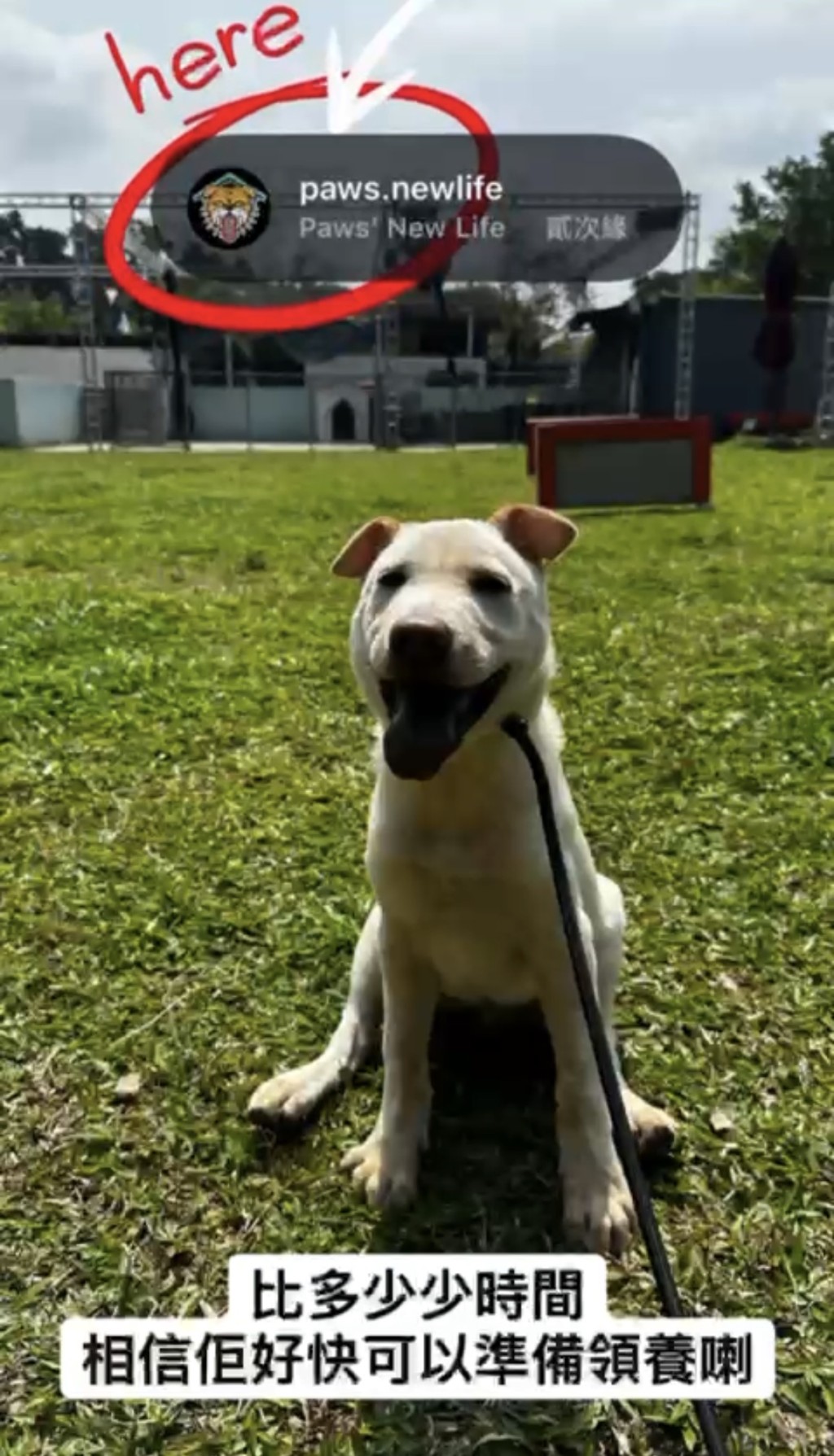 Edward成立義工組織「貳次緣」，幫忙紏正狗狗行為問題，希望牠們有第二次獲得幸福的機會。