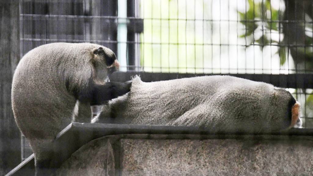 動植物公園哺乳類動物區12.13重開,康文署籲遊人遵照園內安全標示。 動植物公園哺乳類動物區12.13重開,康文署籲遊人遵照園內安全標示。