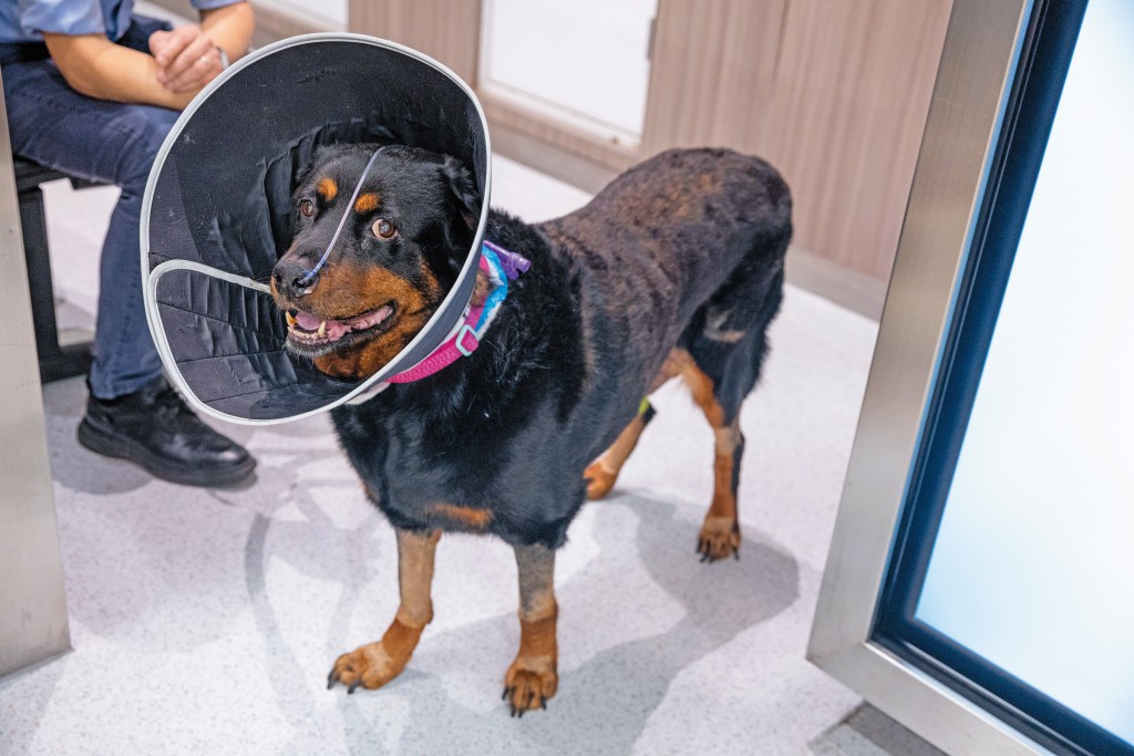有香港狗主知悉有人會安排寵物北上求醫,但因自己所養的狗體型龐大,加上若患急病想盡救醫,只會尋找附近的診所。 有香港狗主知悉有人會安排寵物北上求醫,但因自己所養的狗體型龐大,加上若患急病想盡救醫,只會尋找附近的診所。