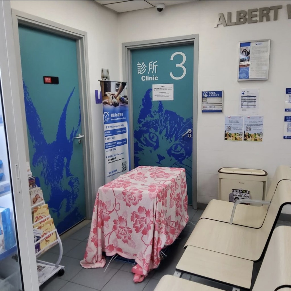 玲姐交低細佬給愛協獸醫治療。