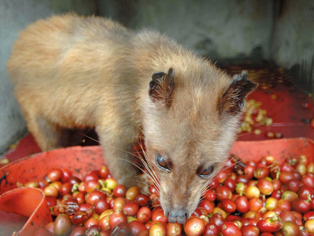 商人為了製作「貓屎咖啡」， 逼麝香貓不斷進食咖啡豆。