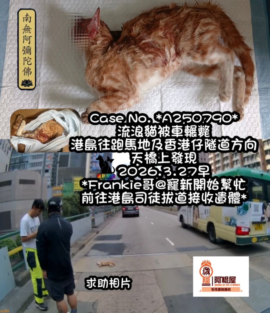 遺體由阿棍屋毛孩善終接收,安排火化及超渡。 遺體由阿棍屋毛孩善終接收,安排火化及超渡。