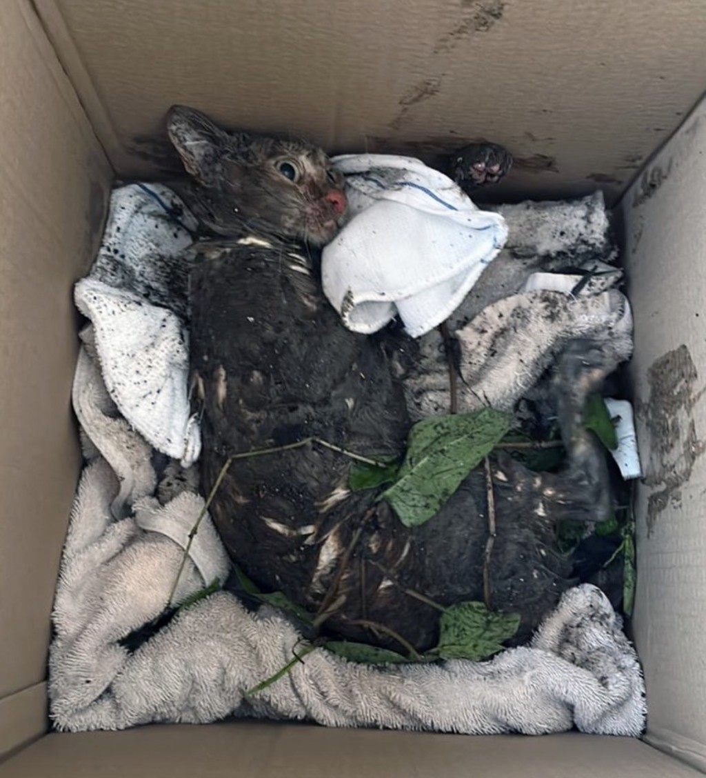 小貓救起時，全身是黑色，義工初時以為是黑貓。