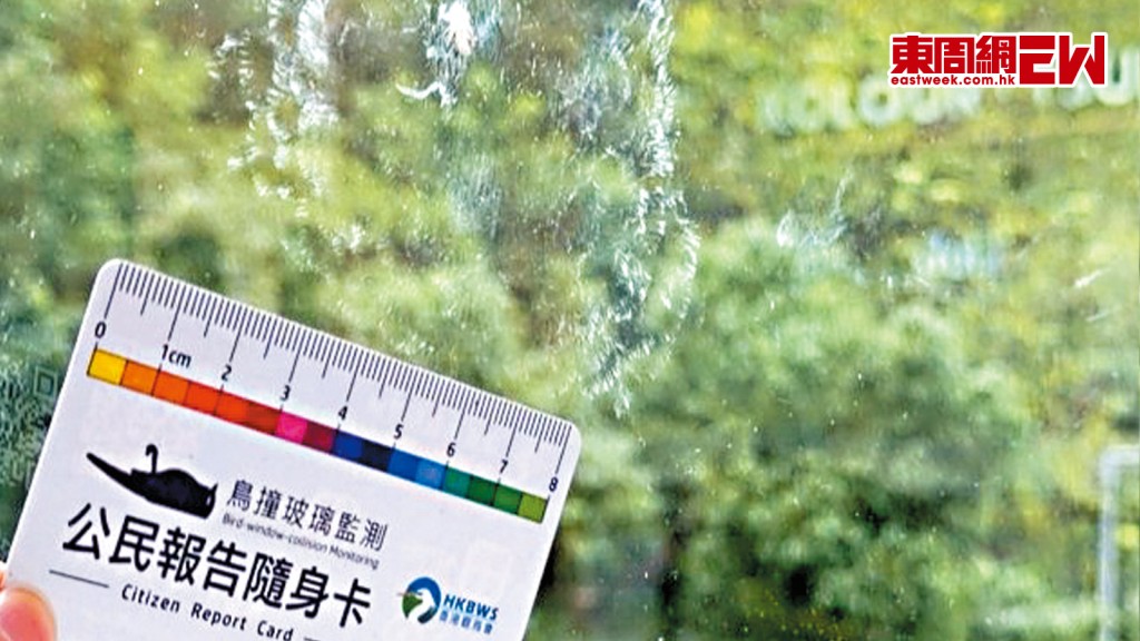 香港觀鳥會早前在荃灣一個商場的玻璃外牆，發現多個鳥撞玻璃的拓印。