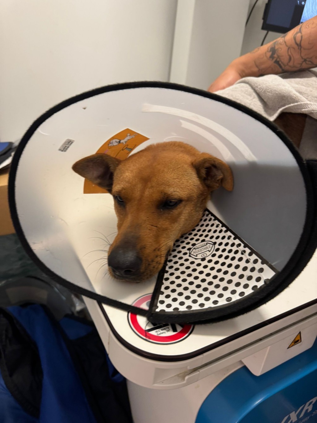 狗媽媽真幸運。在被安樂前由Angela媽媽救出，即到醫院檢查。