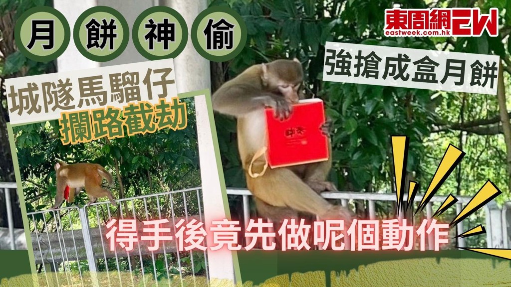 月餅神偷|城隧遇馬騮仔攔路截劫 搶走成盒月餅 得手後竟先做呢個動作