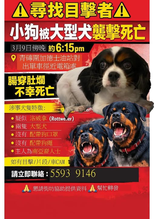 如有目擊者可致電55939146。