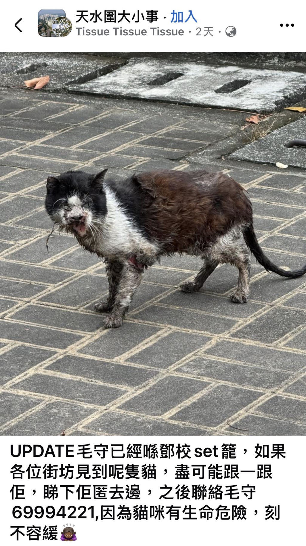 網民在面書多個群組發帖希望有人能救貓貓。