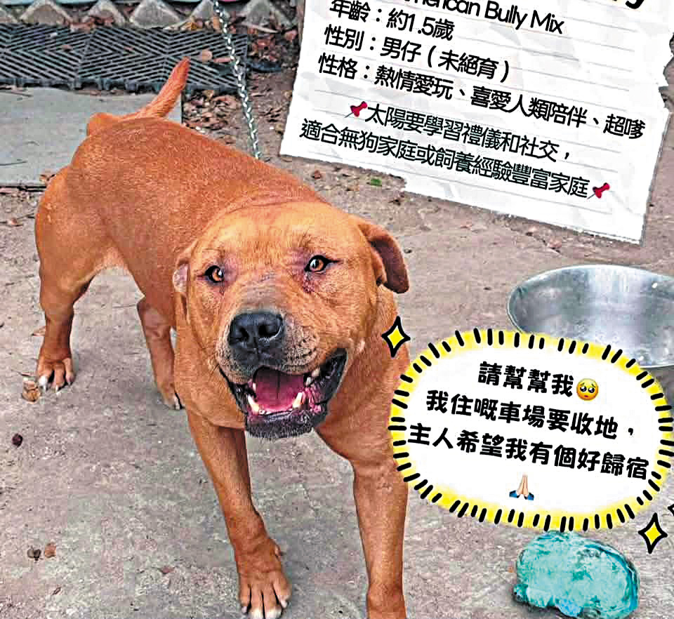 有狗義工曾為「太陽」發布領養帖文時，形容牠是混種美國惡霸犬，但又指牠性情「超嗲」、「喜愛人類陪伴」。