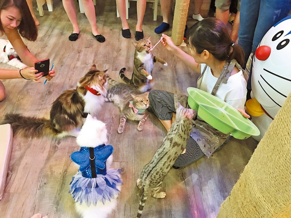 貓cafe員工端出點心，貓仔立即向她聚攏搶食。