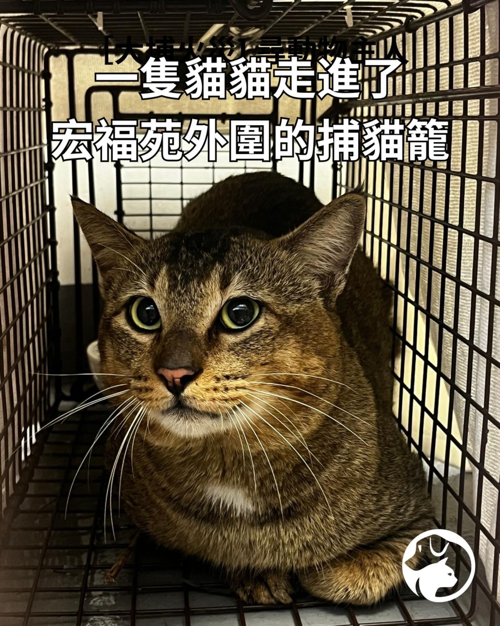 未知是否火災走失貓,還是社區浪貓,縱是後者,愛協都會妥為照顧,不會放回,意味會為貓貓尋家。 未知是否火災走失貓,還是社區浪貓,縱是後者,愛協都會妥為照顧,不會放回,意味會為貓貓尋家。