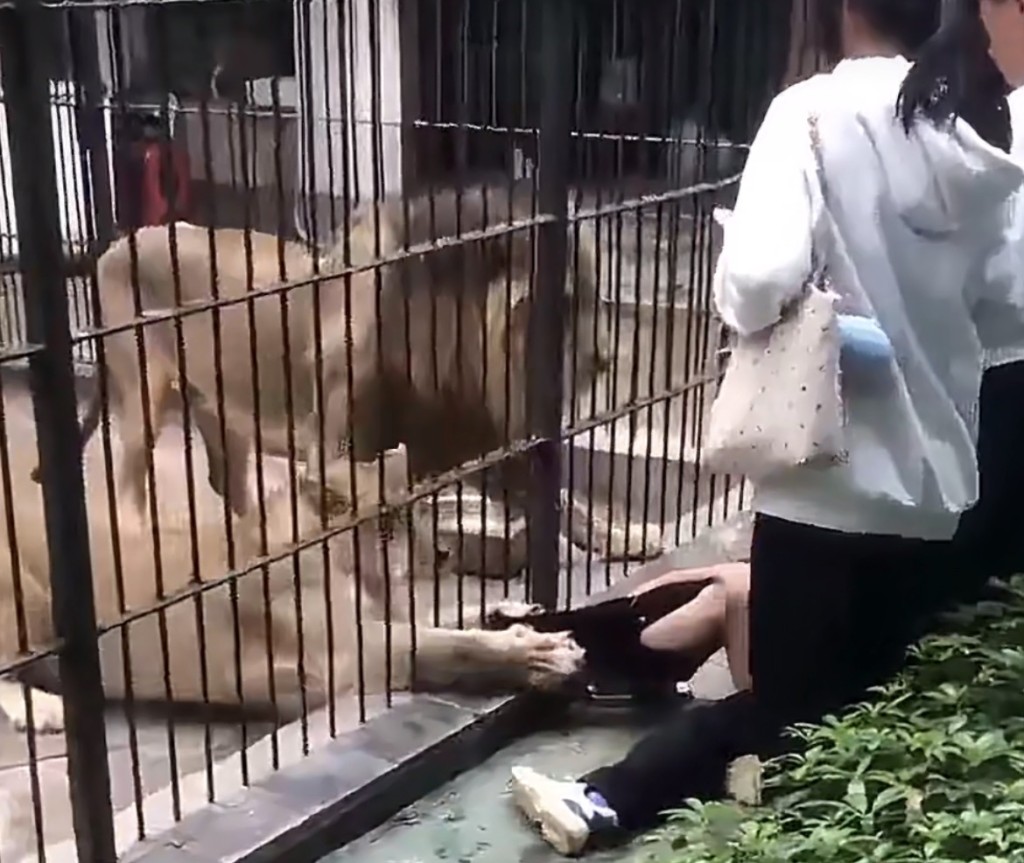 抓女童褲管的是母獅子。 抓女童褲管的是母獅子。