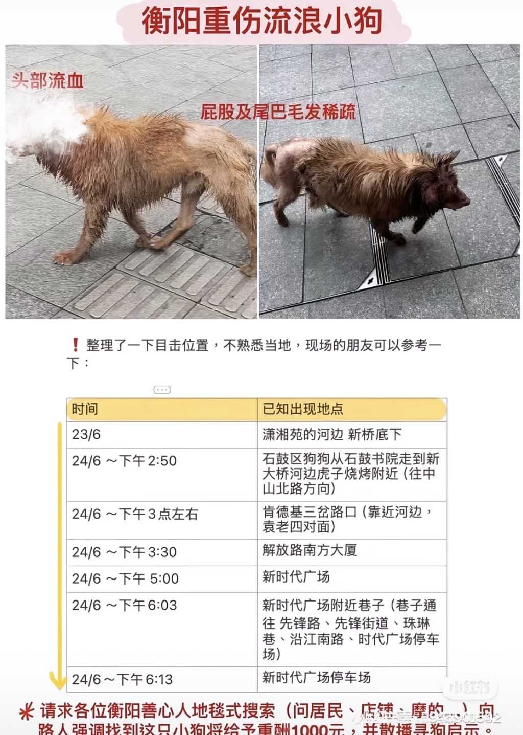 狗狗行蹤海報。