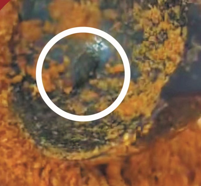 張小姐提供圖片表示，試過見到辣椒粉有黑色的老鼠屎（白圈）。