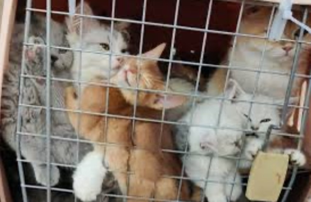 過去海關及漁護處多次截獲走私動物。 過去海關及漁護處多次截獲走私動物。