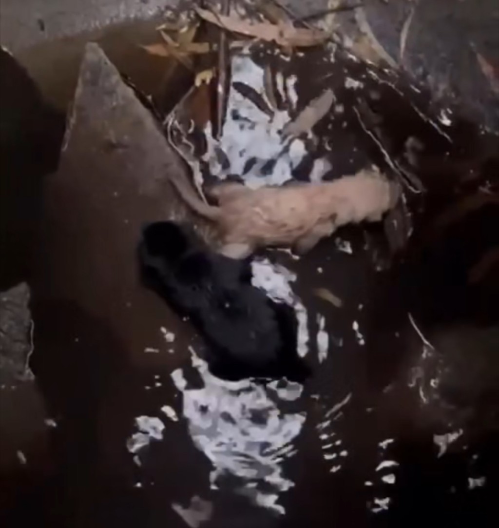 好彩餵狗姨姨聽到兩隻狗B叫喊。