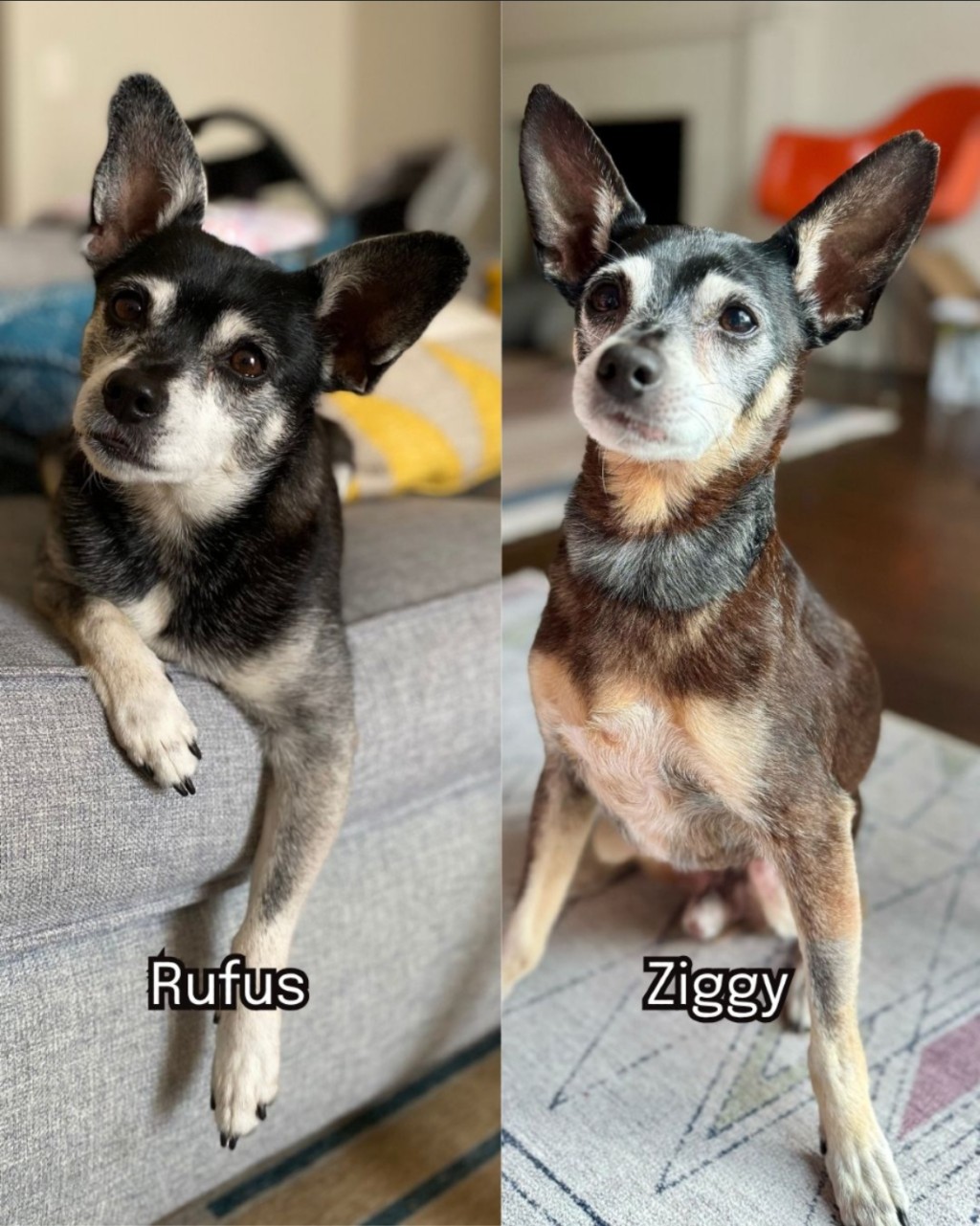 左是已上彩虹橋的Rufus,右邊是新領養的Ziggy。 左是已上彩虹橋的Rufus,右邊是新領養的Ziggy。