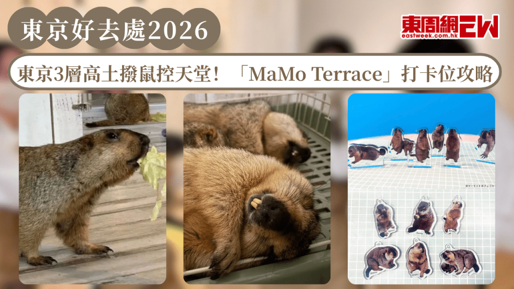 東京好去處2026｜東京3層高土撥鼠控天堂！「MaMo Terrace」打卡位攻略