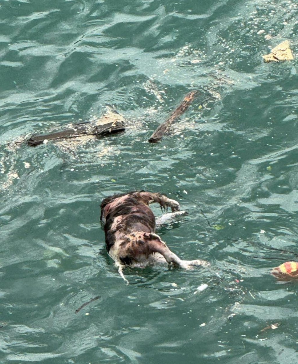 郭小姐今早在上班途中經過深井,發現浪翠園對開海邊有狗狗載浮載沉。 郭小姐今早在上班途中經過深井,發現浪翠園對開海邊有狗狗載浮載沉。
