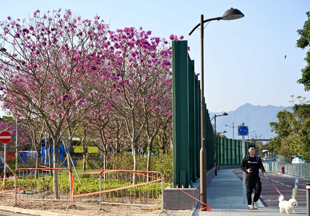 添馬公園將種植70、80棵紫花風鈴木。 添馬公園將種植70、80棵紫花風鈴木。