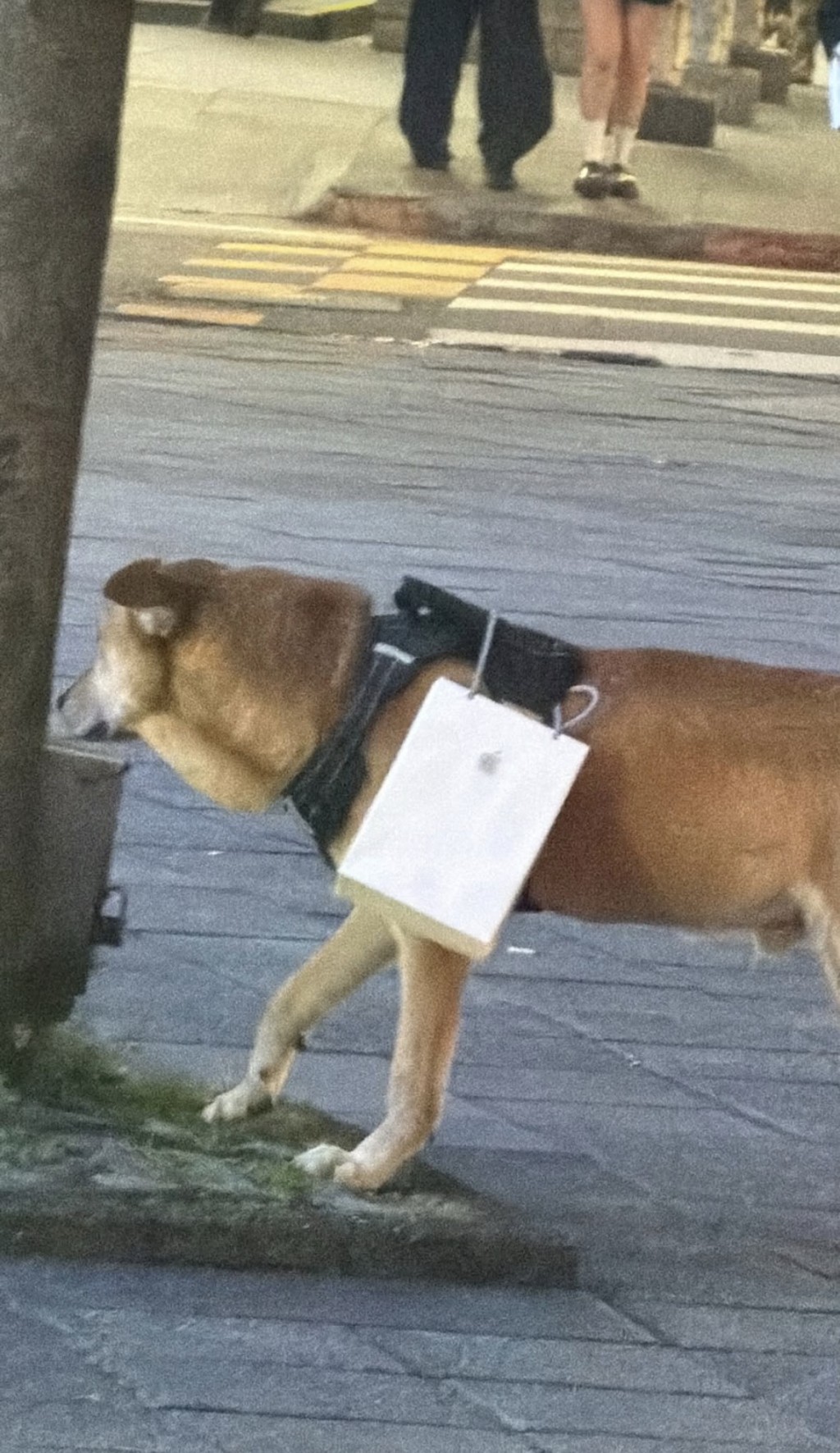 有網民上載小黃背帶掛着iPhone手抽紙袋相片，但不知是真實圖片或是AI圖。