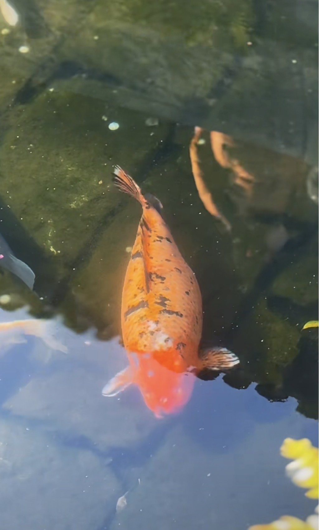 不說不知，小團月已經37歲！