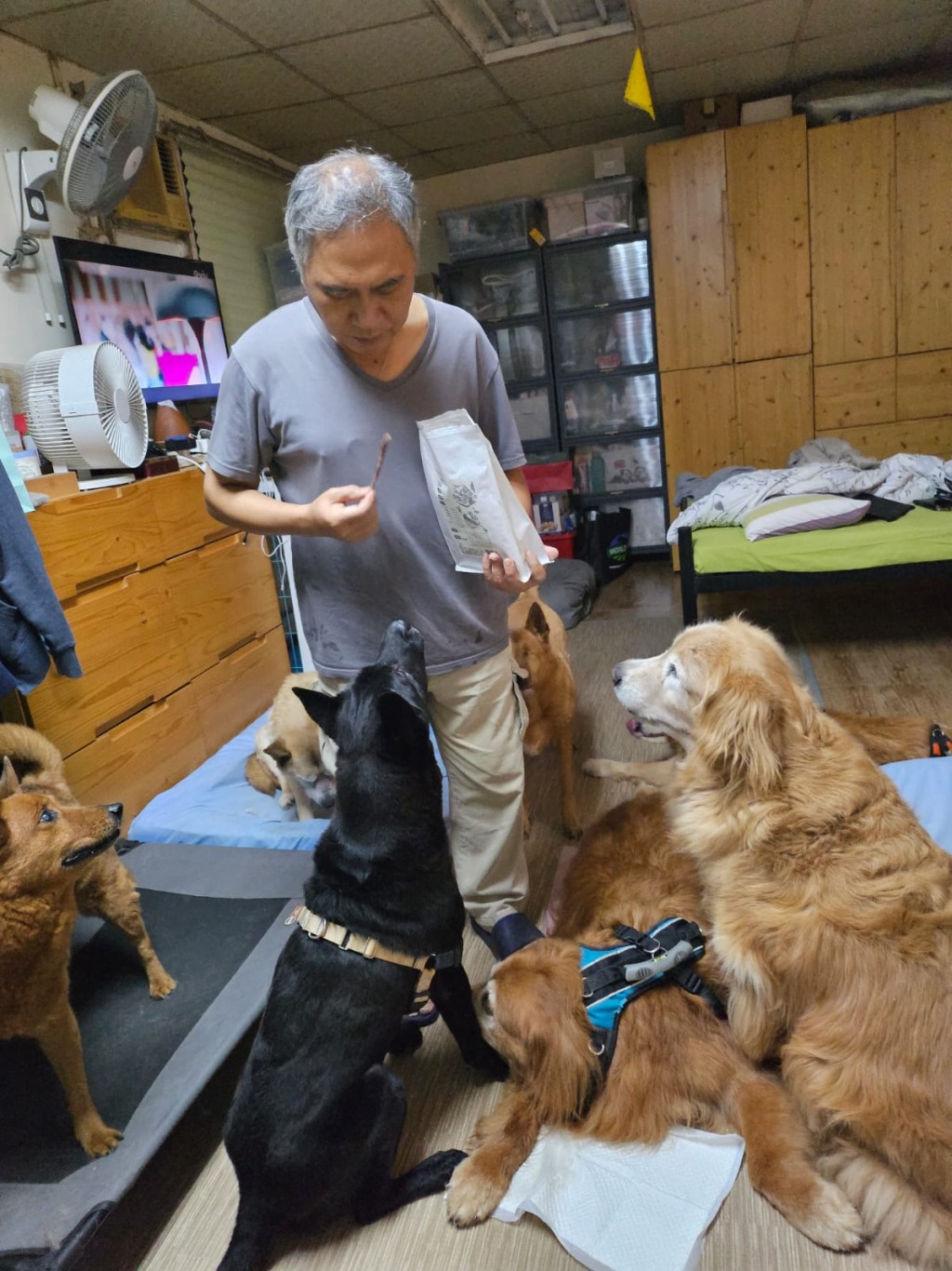白髮蒼蒼的洪先生傷後行動不便,但仍外出打工賺錢養場內的老狗。 白髮蒼蒼的洪先生傷後行動不便,但仍外出打工賺錢養場內的老狗。