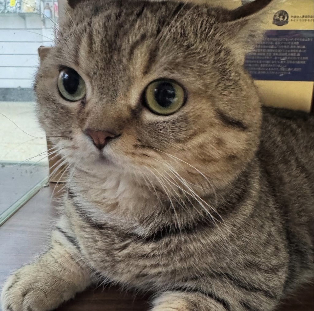 這幾張超闊面照在Threads有5.8萬likes。(@meow_meow_140) 這幾張超闊面照在Threads有5.8萬likes。(@meow_meow_140)