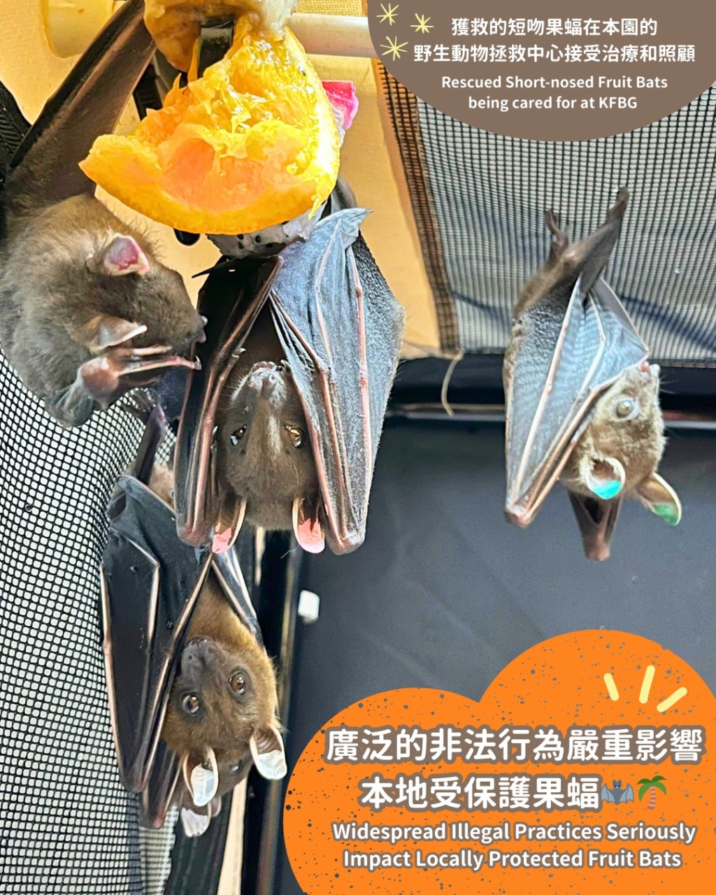 嘉道理農場暨植物園指,過去三周接獲三宗短吻果蝠進入校園的求助個案,涉及約30隻果蝠,部分更已受傷。 嘉道理農場暨植物園指,過去三周接獲三宗短吻果蝠進入校園的求助個案,涉及約30隻果蝠,部分更已受傷。