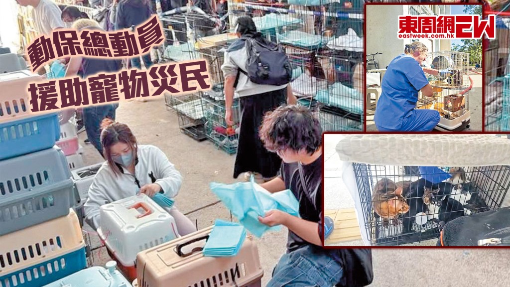 動保總動員 援助寵物災民︱城中人城中事