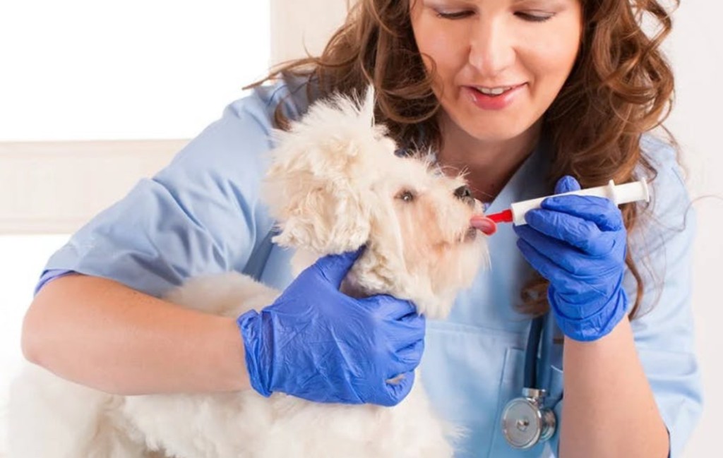 在香港，睇一次獸醫小事約一千元。