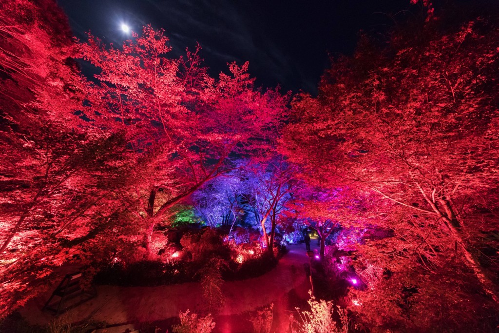 《夏櫻與夏楓之呼應森林》,每棵樹均會跟途經的觀賞者作出互動。 《夏櫻與夏楓之呼應森林》,每棵樹均會跟途經的觀賞者作出互動。