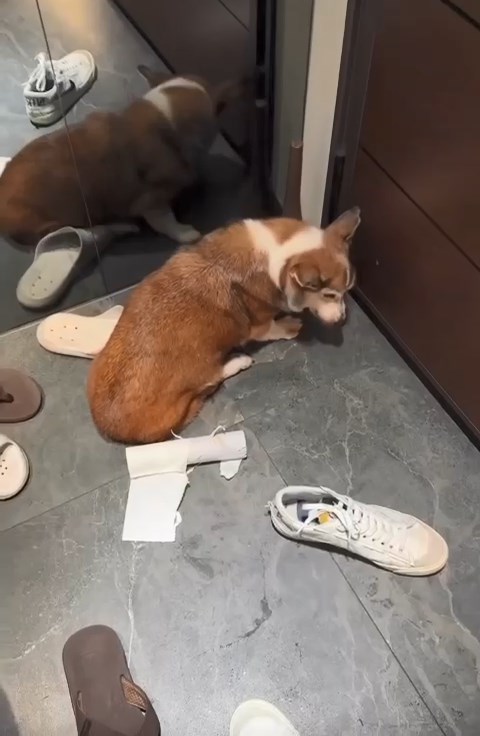 被虐打至縮在一角的失智哥基犬。 被虐打至縮在一角的失智哥基犬。