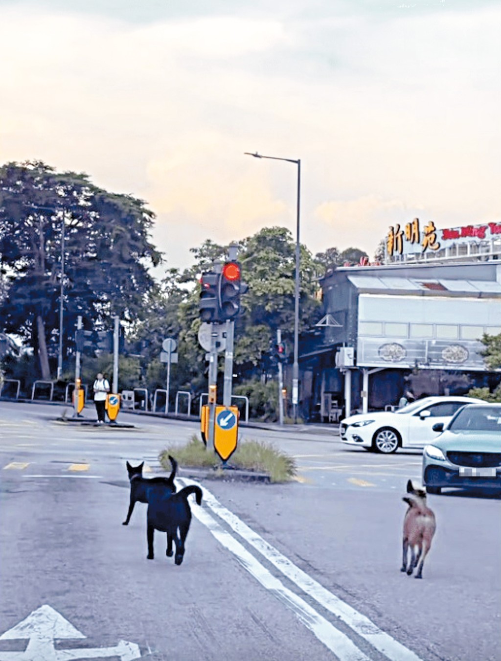 元朗壆圍南路狗咬死人案發地點附近，不時出現流浪狗。