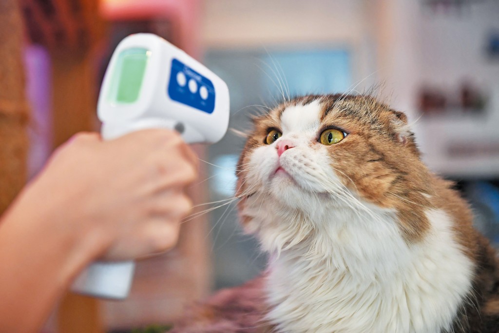 貓貓同人一樣也會發燒，若生病睇獸醫診金及藥費往往比人還貴。