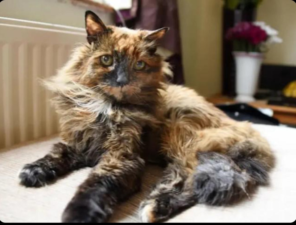 上一任最長壽貓Rosie。 上一任最長壽貓Rosie。