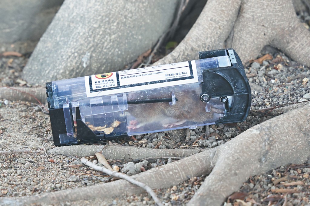 採訪當日目測大樹四周放了約二十個捕鼠器，其中一個捉到老鼠。