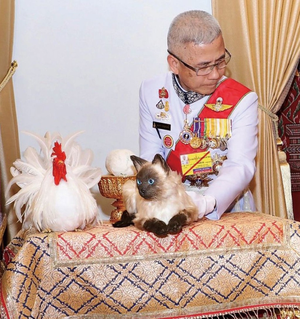 泰國將暹羅貓（圖）、蘇帕拉克貓、呵叻貓、貢扎貓與考瑪尼貓列為國家級象徵。