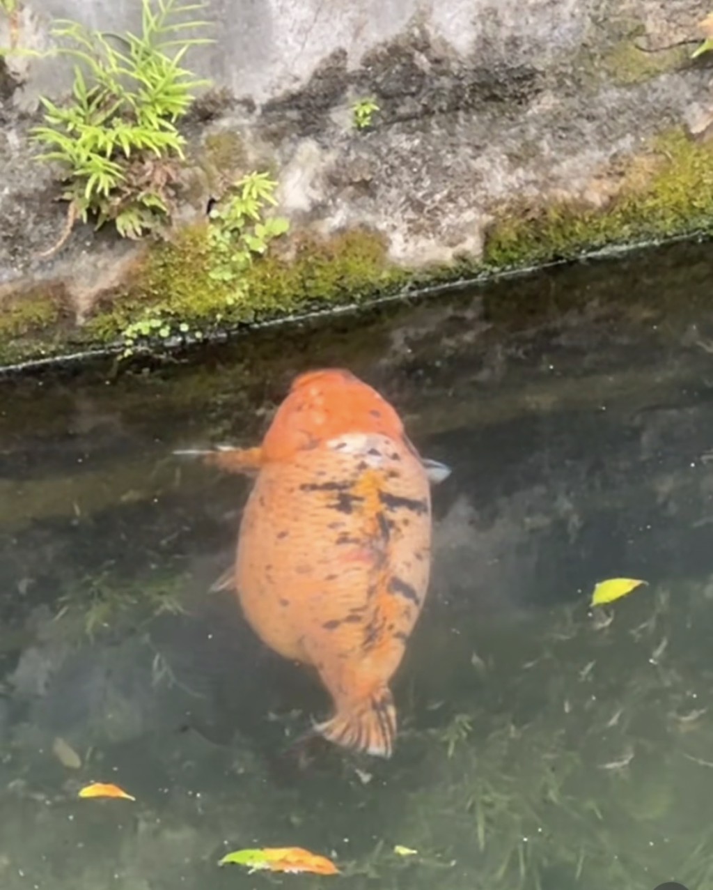 小團月經常一邊游，一邊吃苔蘚。