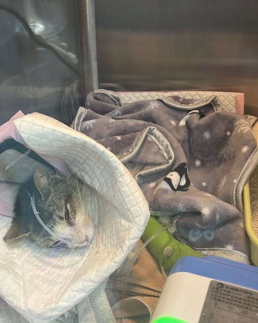 1月11日洲洲情況轉差。 1月11日洲洲情況轉差。