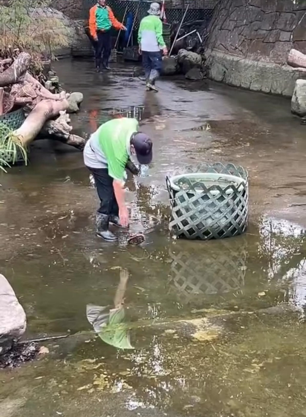 清潔工人被拍得粗暴對待龜隻 清潔工人被拍得粗暴對待龜隻