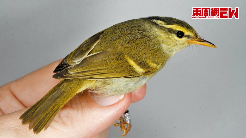 香港鳥類環誌小組早前為白斑尾柳鶯套上「身份證」，首次作環誌紀錄。