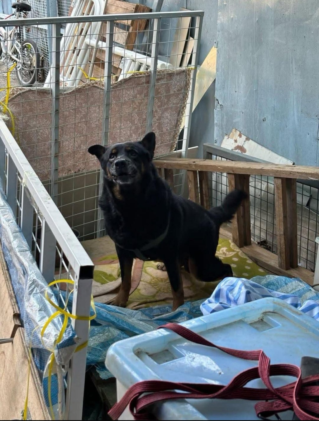 原在黃大仙竹園鄉寮屋貨倉居住的Lucky。 原在黃大仙竹園鄉寮屋貨倉居住的Lucky。