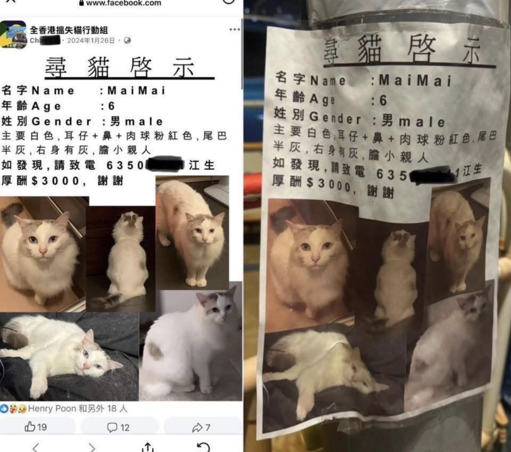 失貓主兩年前印了1萬張尋貓街招到處貼，希望尋回愛貓。