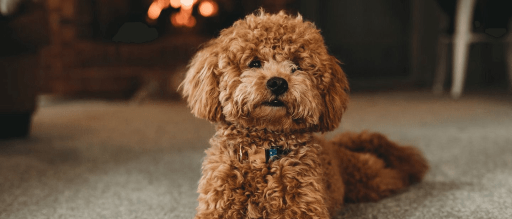 貴賓犬(Poodle) 貴賓犬(Poodle)