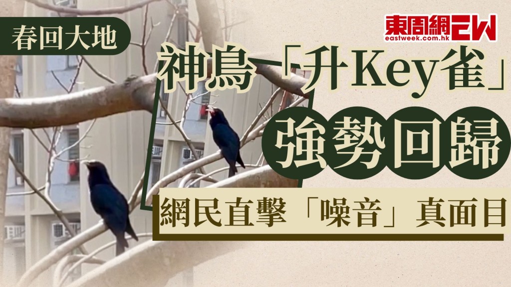 春回大地，近年不少人談論的「升Key雀」終於在春季強勢回歸，近日網民在社交媒體就貼出近距離直擊這個「噪音」的真面目。