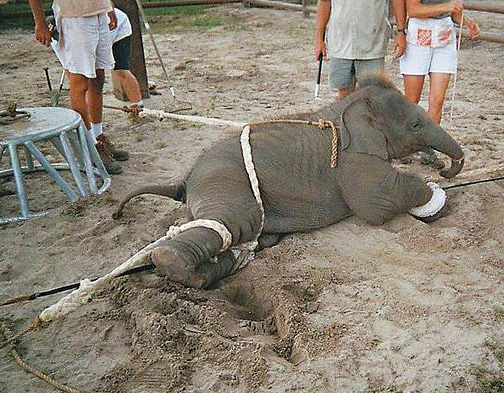 馴象的過程十分不人道，小象自細便要與母象分離，經常被五花大綁直至「聽聽話話」。