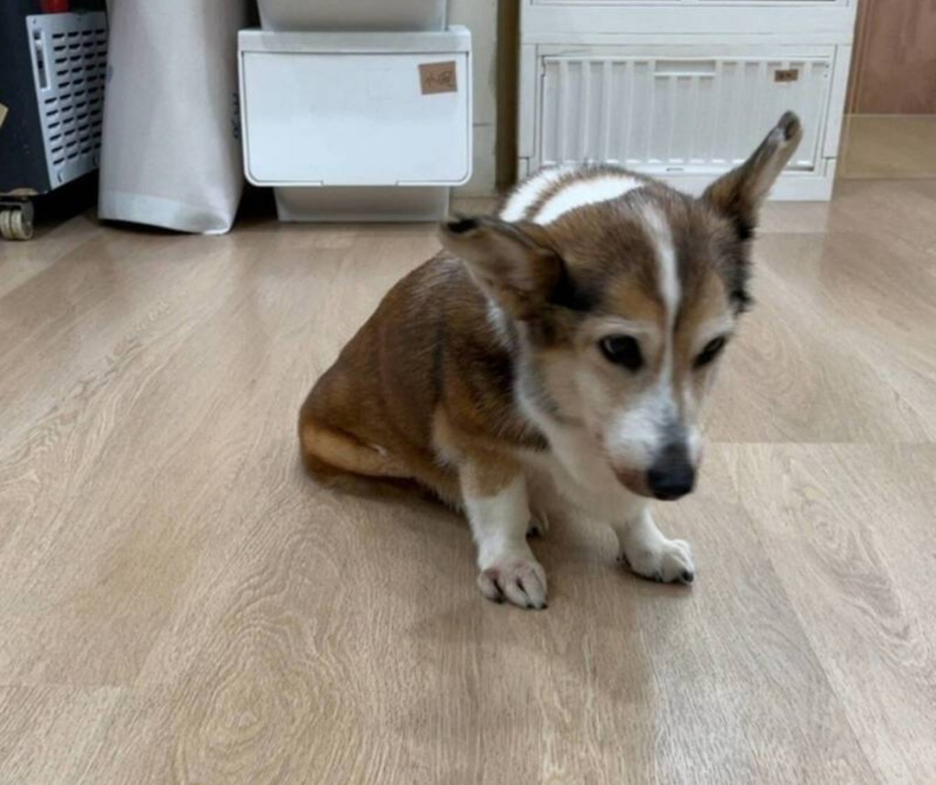 幸好目前狗狗已被分居妻接走。 幸好目前狗狗已被分居妻接走。